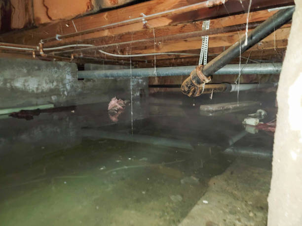 Best Basement water damage restoration  in Temperance, MI